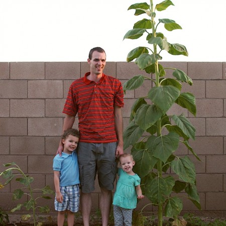 Our Tall Sunflower