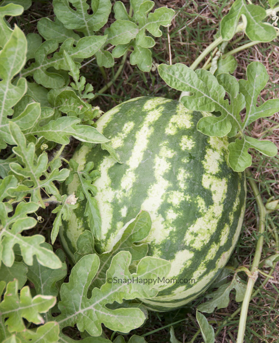 watermelon in garden